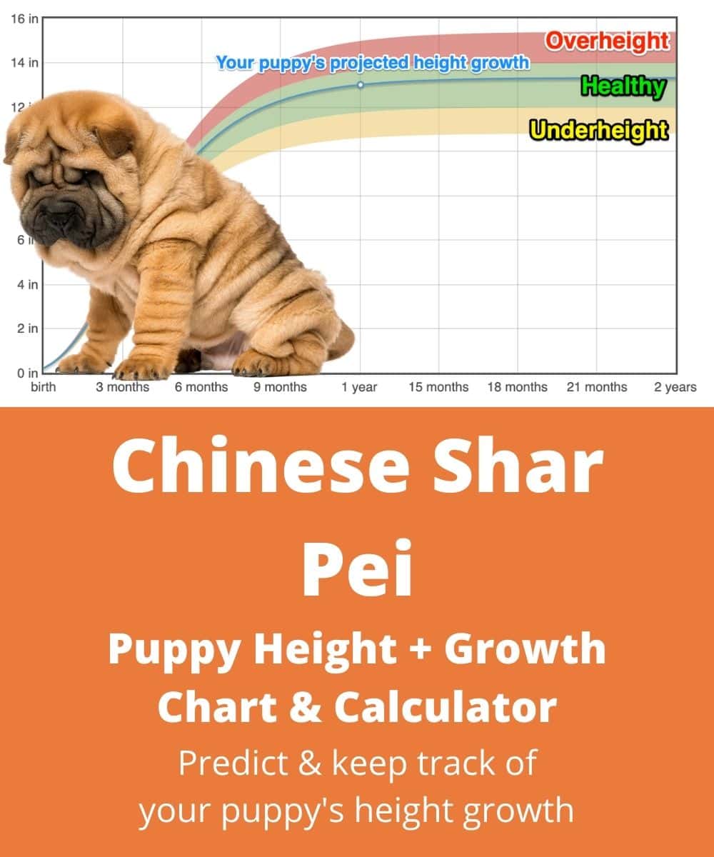 chinese-shar-pei Puppy height Growth Chart chinese-shar-pei Puppy height Growth Chart